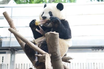 翌月に2歳を迎える'19年5月のシャンシャン。竹や笹で栄養を十分にとれるように。このときはタケノコをガブッと食べる姿が豪快!   写真／（公財）東京動物園協会