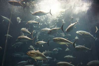 葛西臨海水族館、クロマグロの大量死乗り越え圧巻の群泳が復活！