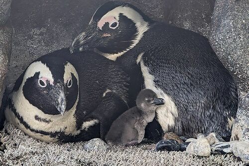 ケープペンギン〈5.19生まれ〉