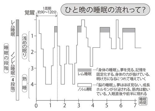 眠りにつくと、まず長くて深いノンレム睡眠が現れ、続いて約60～120分ほどで浅いレム睡眠が生じる。その後はレム睡眠とノンレム睡眠が1組となり、約90～120分の周期で4～6回繰り返され、目覚めに至る