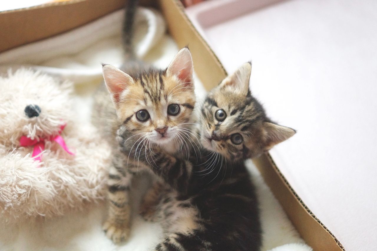 こんなちっちゃくて愛らしい表情で見つめられたら、もうイチコロ♪　(c)わさびちゃんち　(c)ねこ休み展 冬 2017