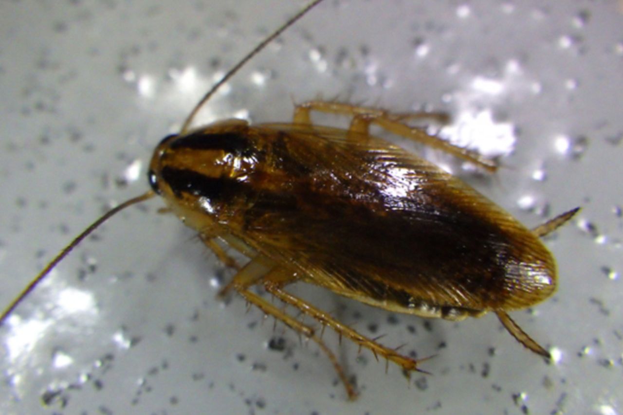 飲食店にすみつくことの多いチャバネゴキブリ。防寒対策が整っている都心部のマンションにもすみつくのだそう