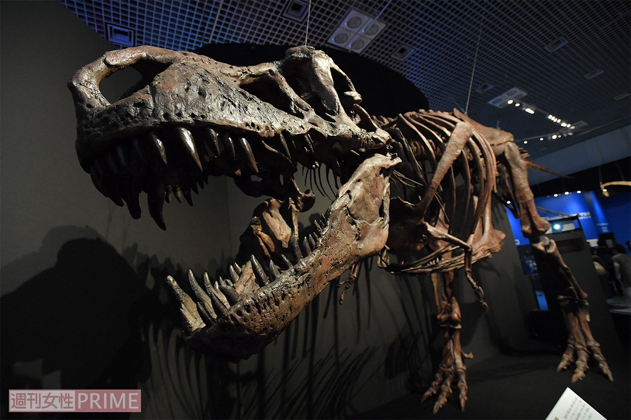 子どもに大人気!ティラノサウルスはいつも大迫力