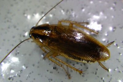 飲食店にすみつくことの多いチャバネゴキブリ。防寒対策が整っている都心部のマンションにもすみつくのだそう