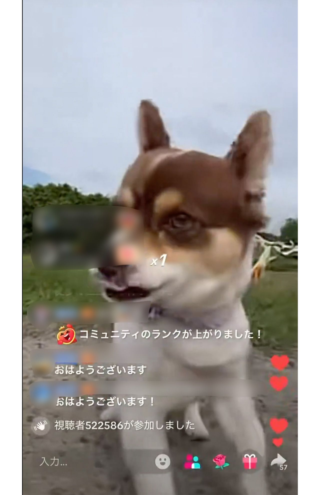 TikTokで連日のライブ配信をする元広島カープの羽月隆太郎の愛犬「ドル君」