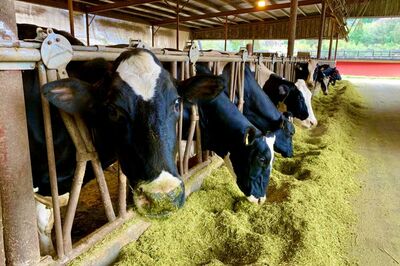 広島の女子大生2人組が北海道の牛舎に不法侵入もヘラヘラ態度、被害者は「伝染病が発生してしまうと、近隣…