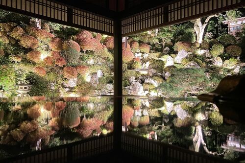 11/22〜24、29、30に開催される幻想的なライトアップ。開催時間は17時〜18時半。寄進料：大人2000円（入山料・上書院拝観料込み）、高校生以下無料