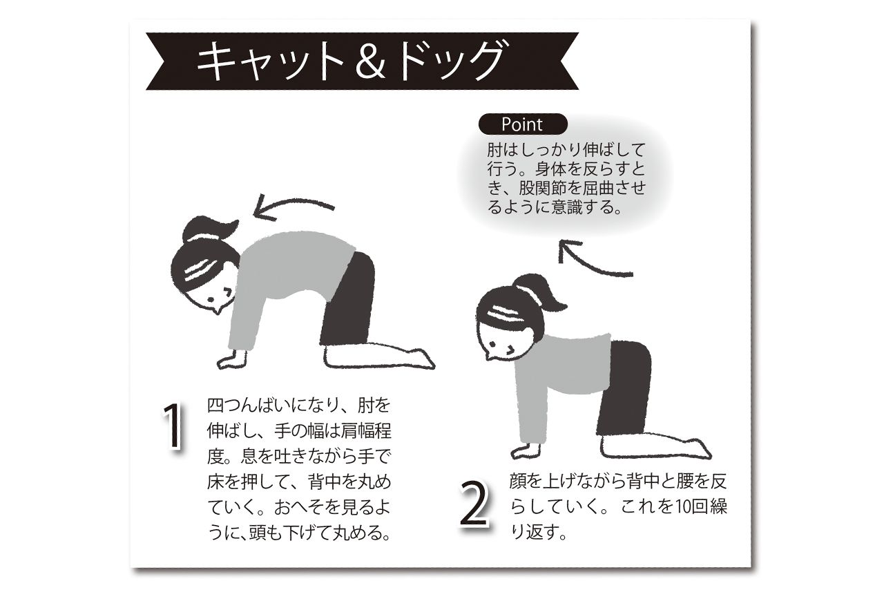 キャット＆ドッグ