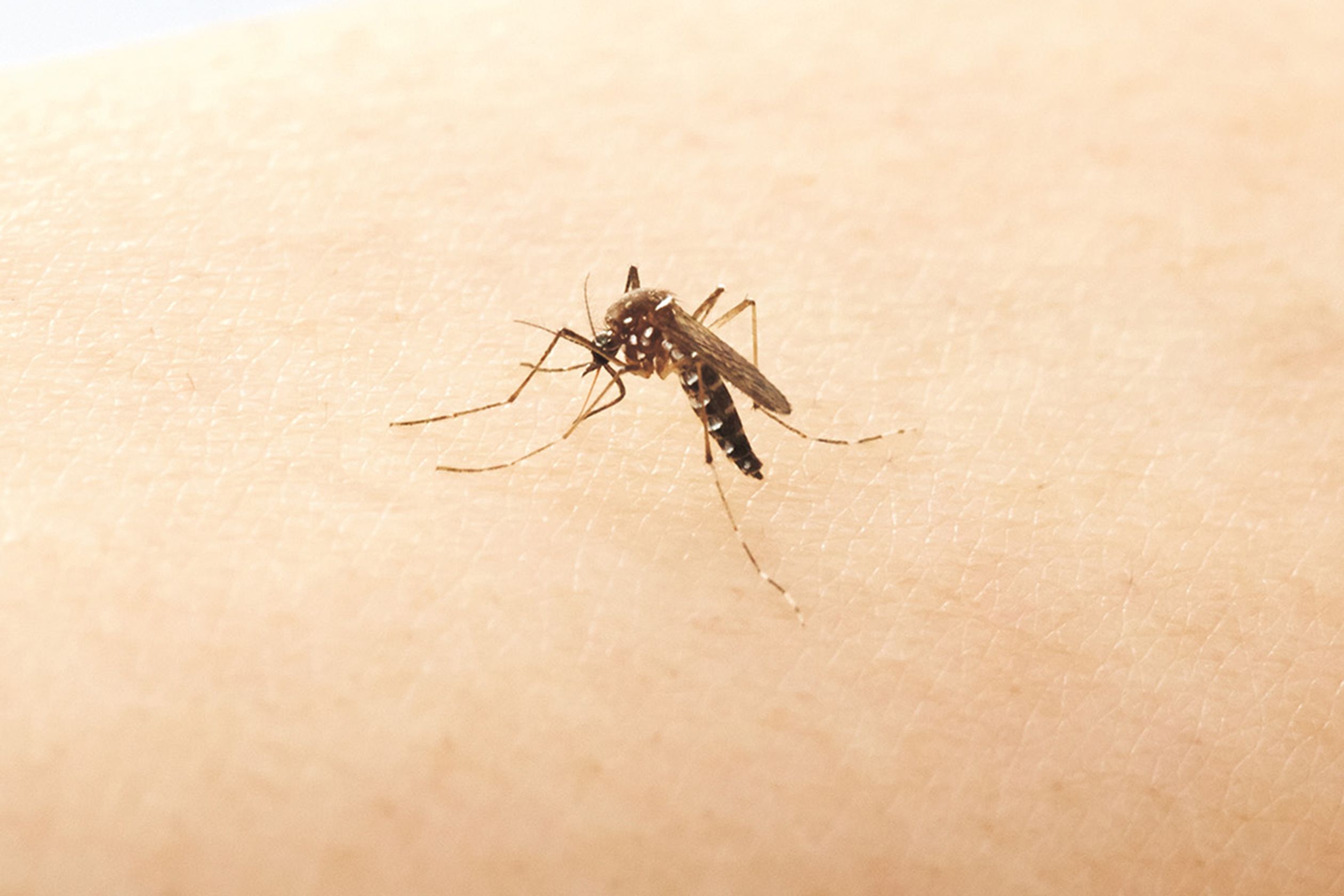 ヒトスジシマカ（アース製薬提供）