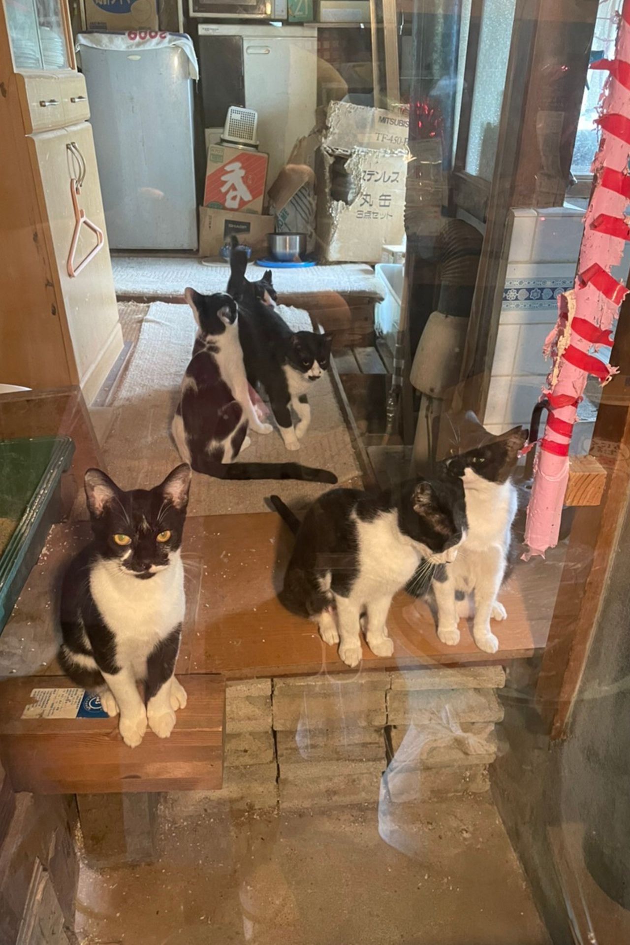 孤独死した男性の自宅に残された猫たち（群馬わんにゃんネットワーク提供）