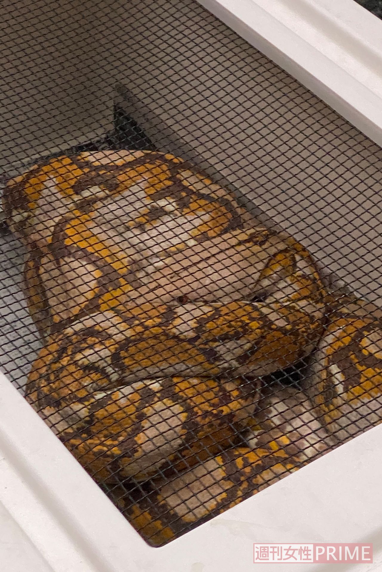 無事捕獲されたアミメニシキヘビ。おとなしく動かなかった