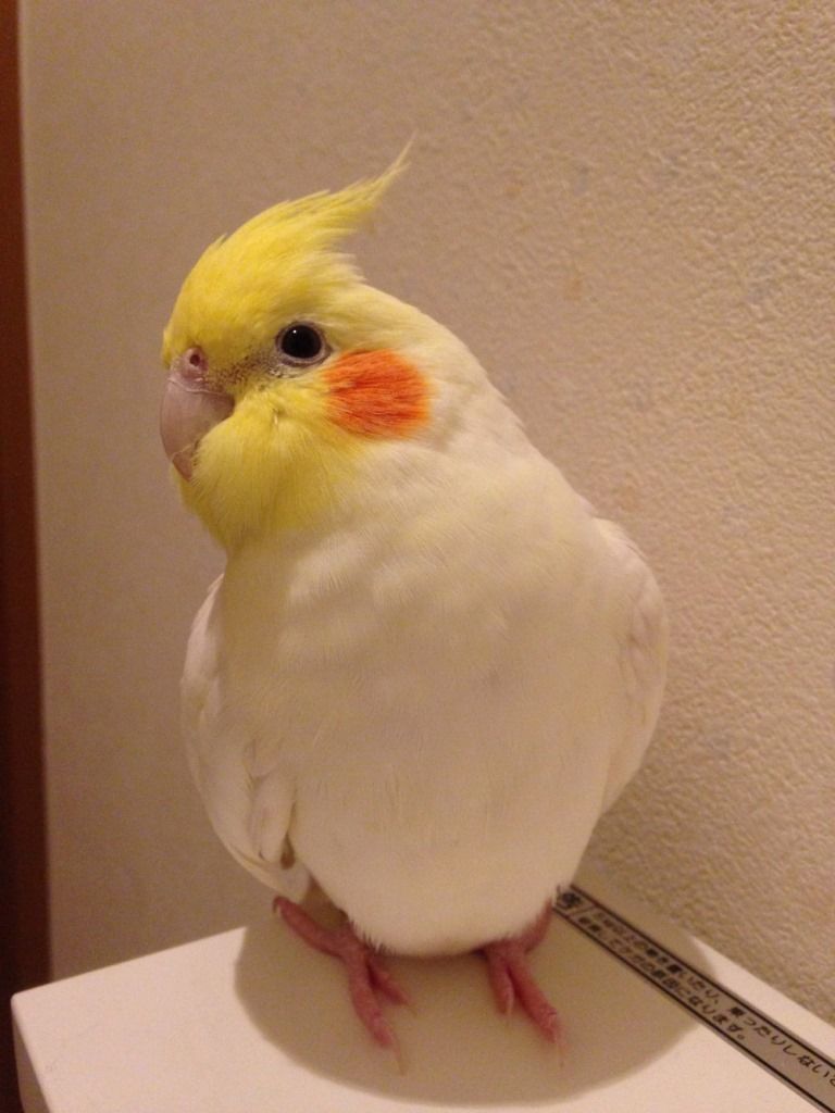20160301_pet_4