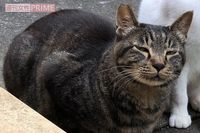 《東京・小岩》猫8匹が連続不審死！苦しみ悶える姿に涙、看取った住民の悲痛