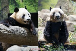独占撮】シャオシャオ&レイレイ、上野動物園の双子パンダが祝3歳