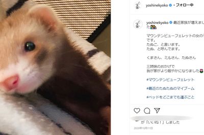 2020年から新しく加わった“家族”の写真を頻繁に投稿している芳根京子（本人インスタグラムより）