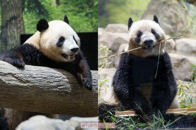 【独占撮】シャオシャオ&レイレイ、上野動物園の双子パンダが祝3歳!「ひとり暮らし始めました」