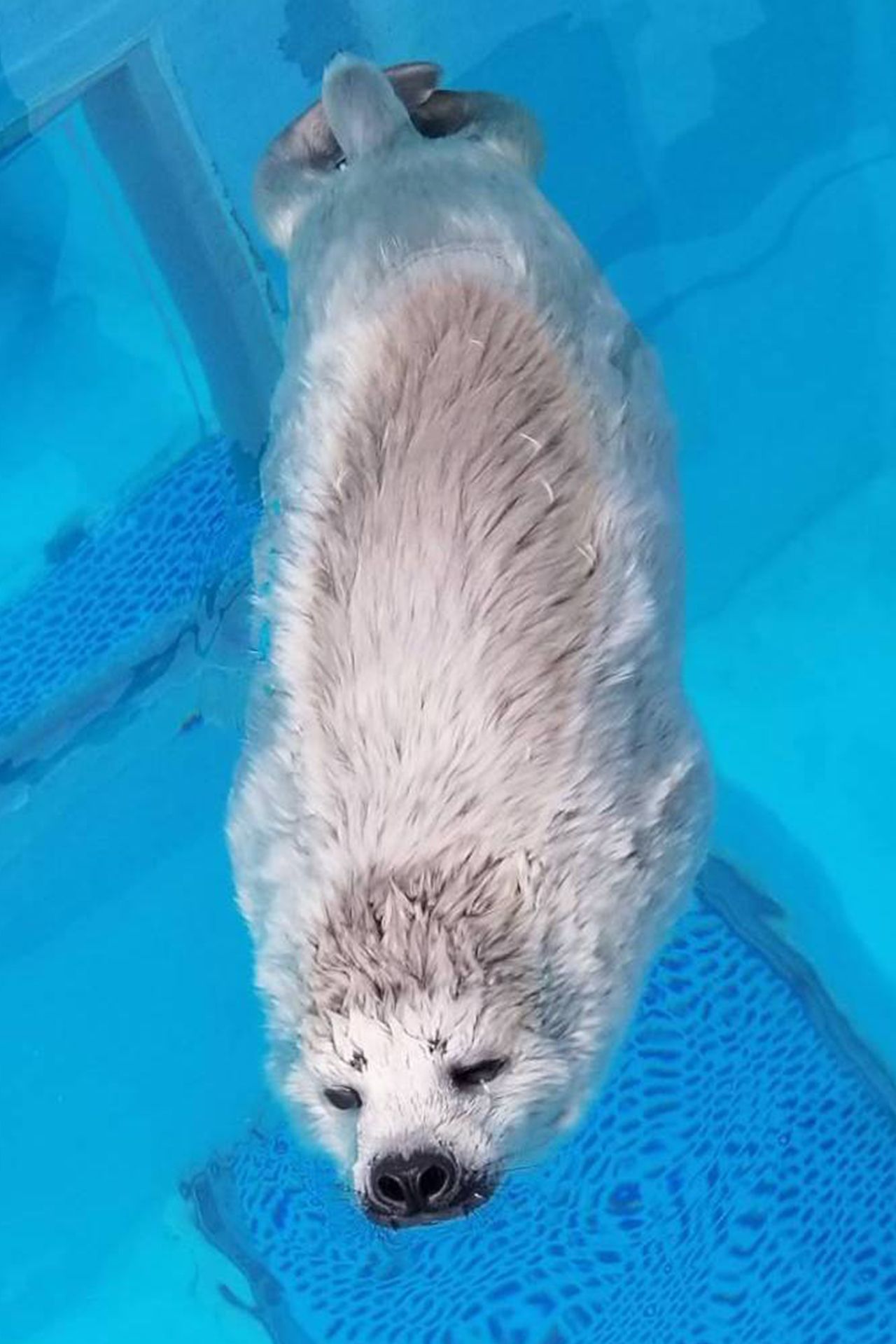 ゴマフアザラシの赤ちゃん　写真提供／マリンワールド海の中道