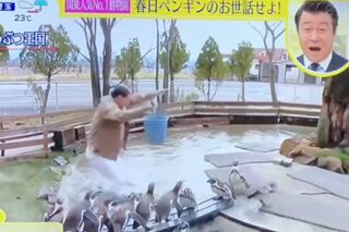『スッキリ』で動物園内のペンギンがいる池に落ちるボケをする春日俊彰