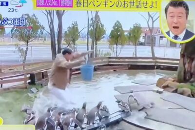 『スッキリ』で動物園内のペンギンがいる池に落ちるボケをする春日俊彰