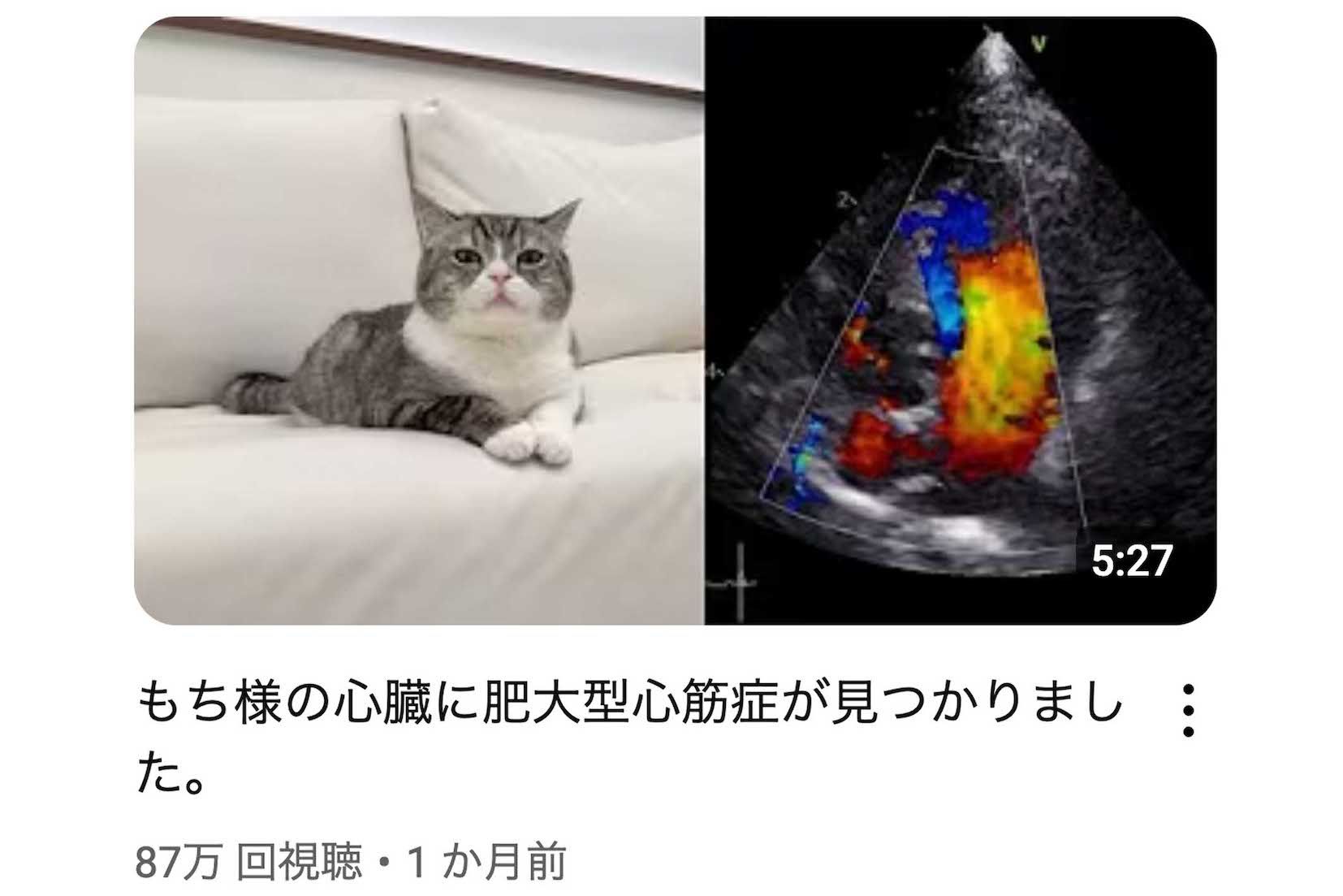 「もちまる」は心臓に肥大型心筋症も見つかっていた（YouTubeチャンネル『もちまる日記』より）