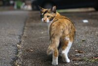 “猫ブーム”の裏で繁殖重ねるメス猫ら「過酷どころか虐待」でボロボロの現状