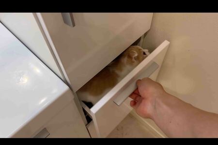 閉め忘れた棚に猫が閉じ込められたという動画（『もちまる日記』YouTubeより）