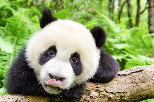 ジャイアントパンダ