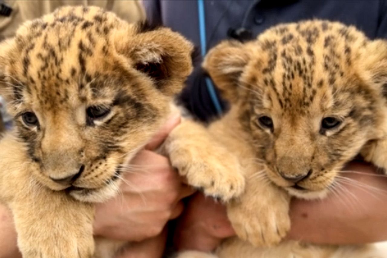 おとなしく抱っこされるラナとバンナ（4月30日撮影）ノースサファリサッポロ 北海道札幌市南区豊滝469-1