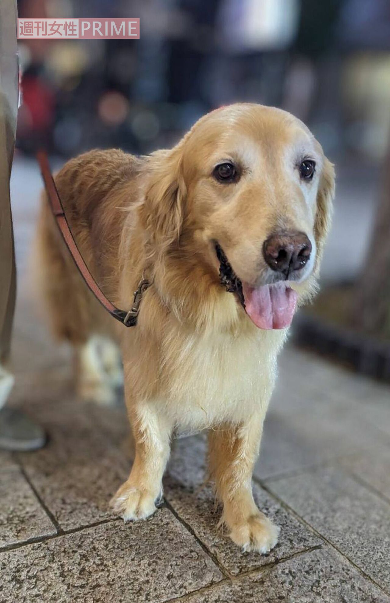 草笛光子が可愛がっていたゴールデンレトリバーのサヴィくん（2024年撮影）