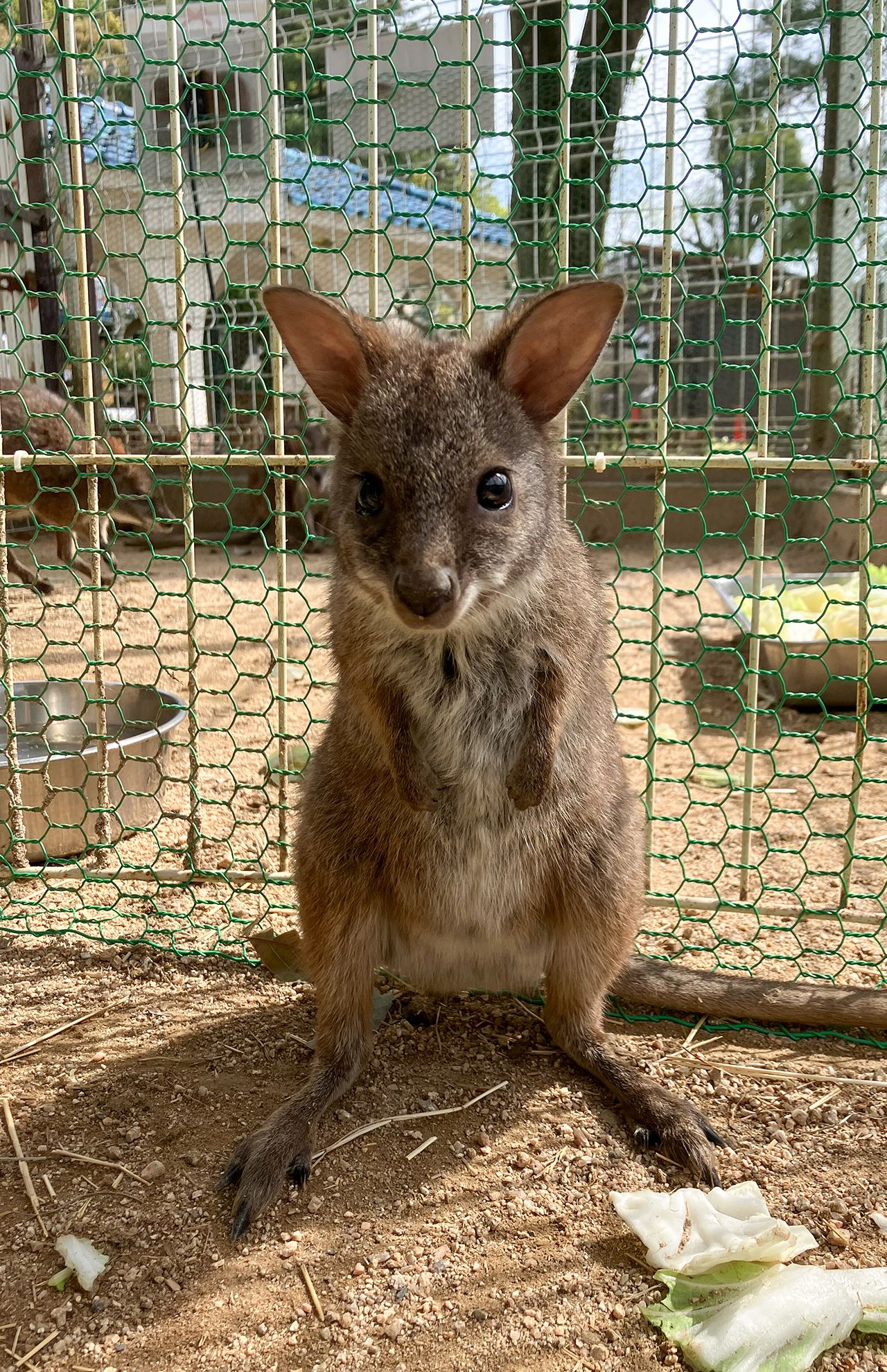 4月13日撮影。まだあどけない表情にきゅん!（池田動物園 岡山県岡山市北区京山2-5-1）