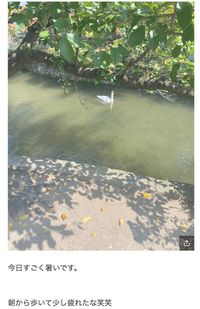 海老蔵がブログにアップした白鳥の写真