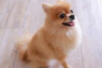 JALがペット輸送で犬の死亡事故、飼い主の自宅まで行き土下座で謝罪も“メディア公表”を拒否して飼い主に…