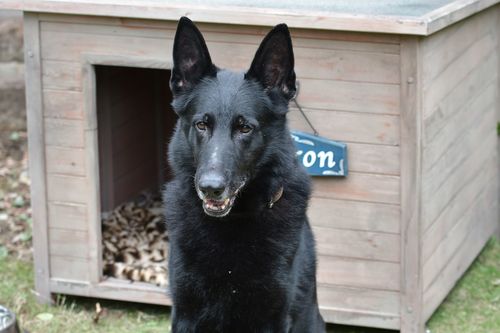 シェアハウスのおじさま犬　(c)TBS