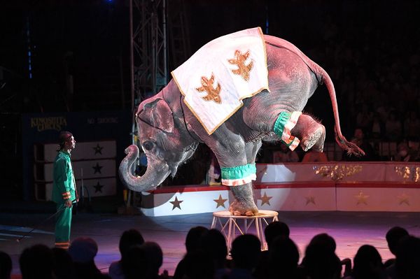 サーカスの花形、ゾウへの感謝も忘れない。ゾウの支援をし続けている　撮影／渡邉智裕