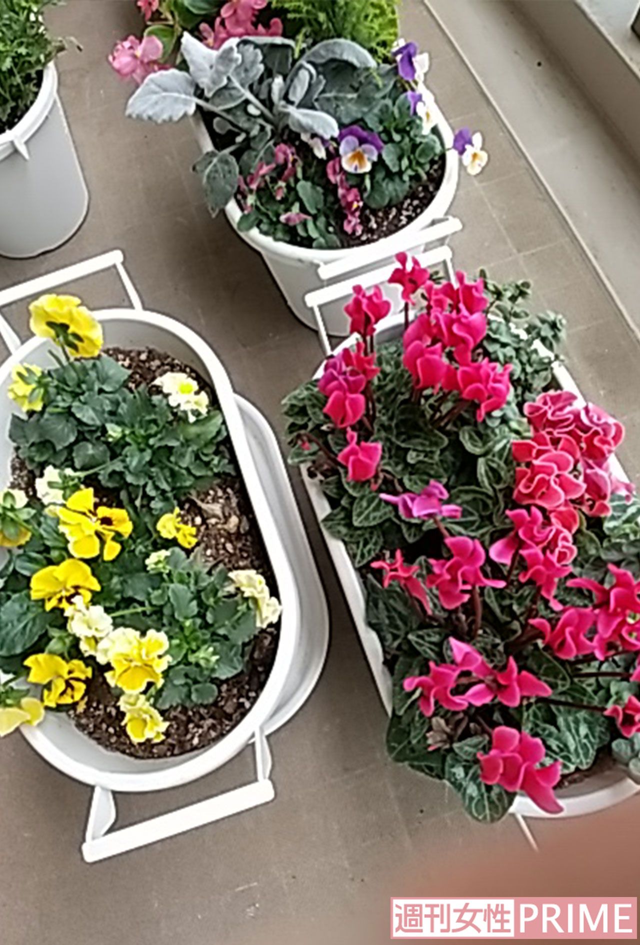 浜木綿子さんの自宅ベランダで咲いているお花たち（2025年12月、本人撮影）