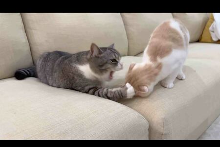 ケンカの様子を撮影した動画は複数ある（『もちまる日記』YouTubeより）