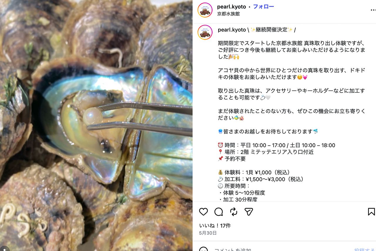 真珠取り出し体験を実施している京都水族館（公式Instagramより）