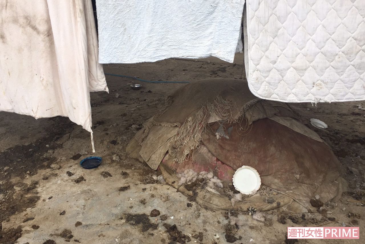 5月上旬に撮影された施設内の様子。排せつ物は片付けられていない（読者提供）