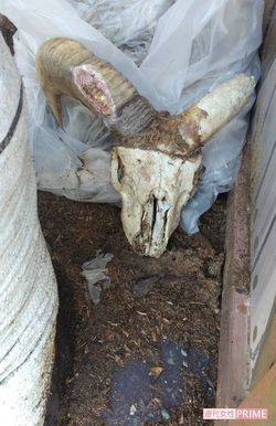 袋の下から現れた白骨化した羊（ムフロン）の頭部。毛など一部の組織が残っていたため死臭を放っていたという（提供同）
