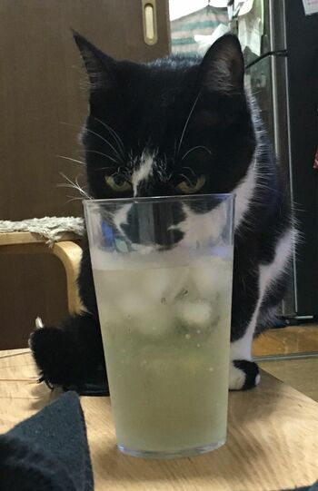 「緑茶ハイうまいにゃー」ミャーさん・9歳。置いてあるドリンクはすべて自分のものだと思っているそう。（※画像は飼い主提供）