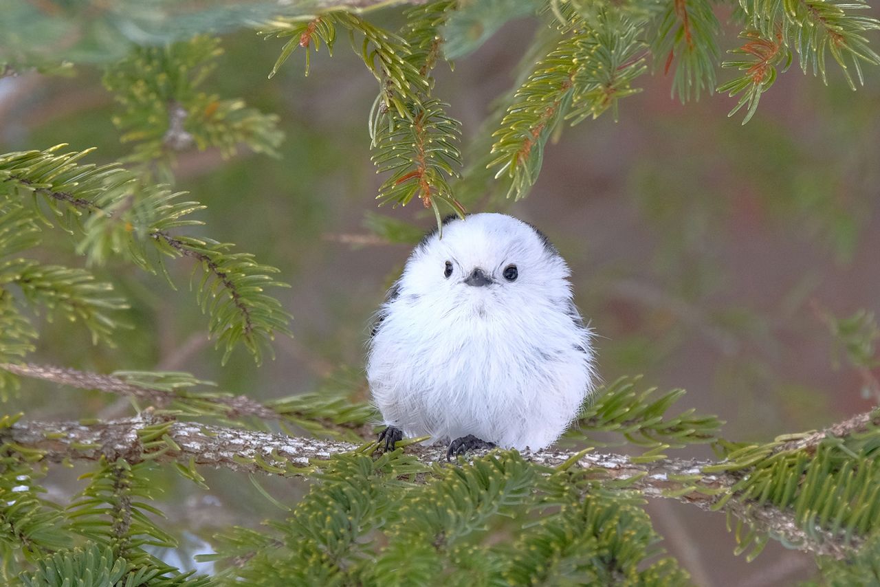｢可愛いけど、雪だるまみたい｣なんていう声も……。ちょっと納得!?　写真提供／小原玲