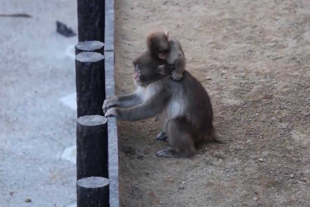 赤ちゃんサルに飛びつかれるパンチくん（市川市動植物園公式Xより）