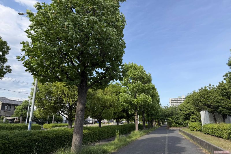 母子宅近くには、緑豊かで道幅が広く、散歩に適した歩道が多い