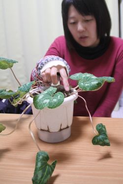 つらいときに、シクラメンに話しかけることがあると話してくれた松崎さん