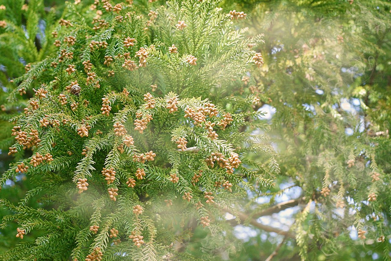 写真はイメージです