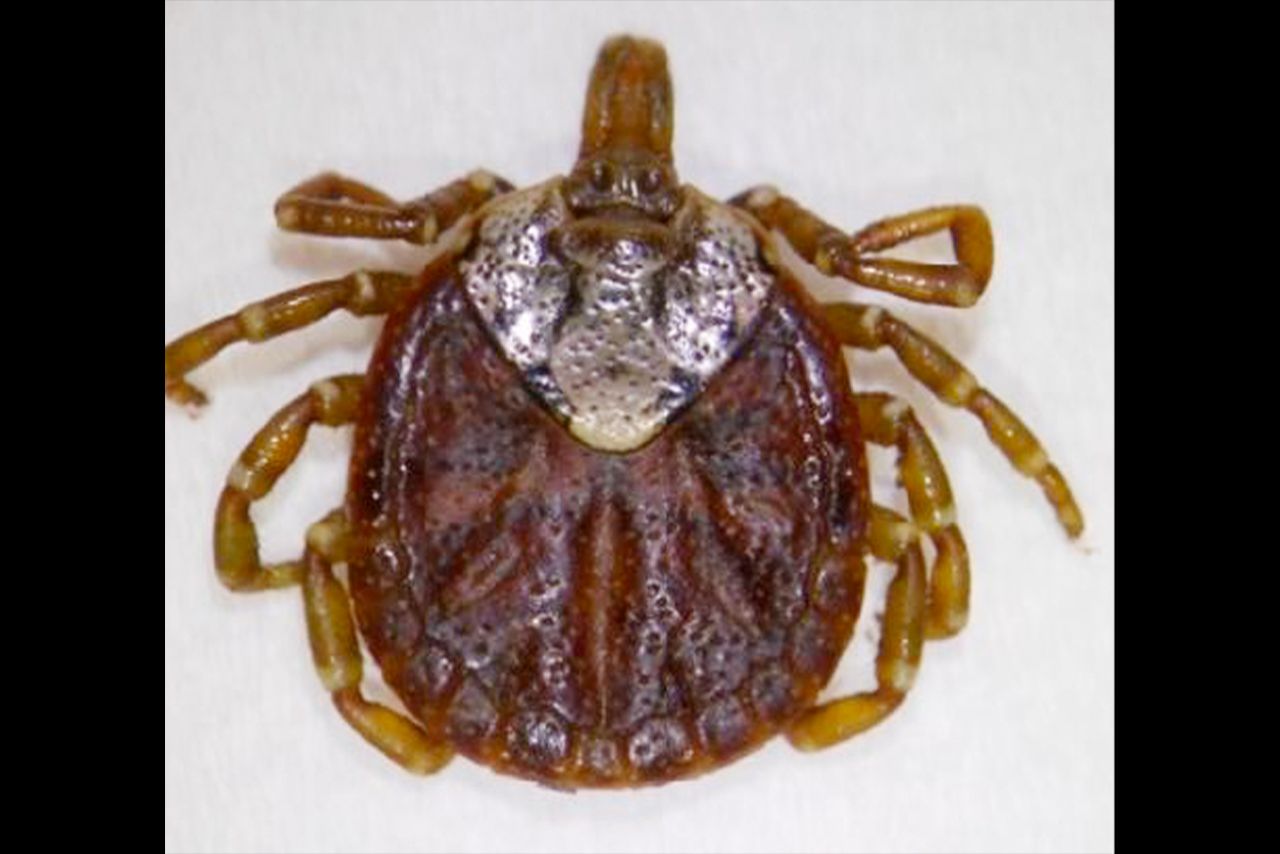 国内にいる主なマダニであるタカサゴキララマダニ