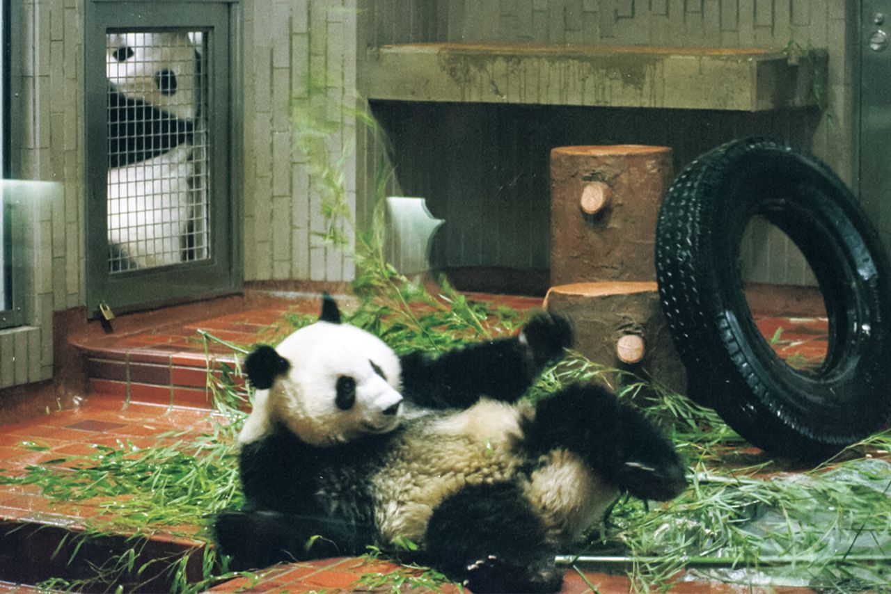 ユウユウ♂　写真／産経新聞社