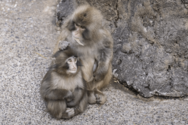 《千葉県市川市動植物園》ニホンザル・パンチくん、ついに“先輩”に！飼育員が綴…