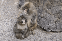 《千葉県市川市動植物園》ニホンザル・パンチくん、ついに“先輩”に！飼育員が綴った謎の“3文字”にファ…