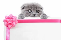 【心理診断】「守ってあげたい！」と思わせる度は何％？